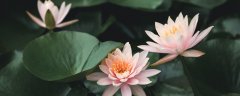 并蒂莲长什么样子