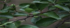 穿破石是什么植物