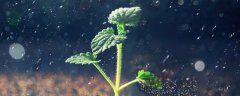 植物叶子卷曲什么原因