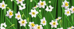 水仙花的特点