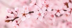 东京樱花的果实可以吃吗