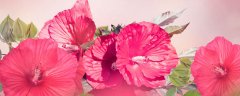 广州梅花什么时候开花
