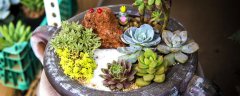 多肉适合什么季节种植