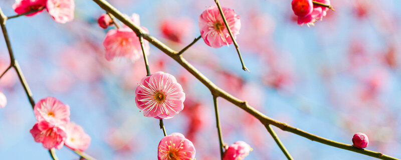 梅花是什么季节开放的 梅花是什么季节开放的