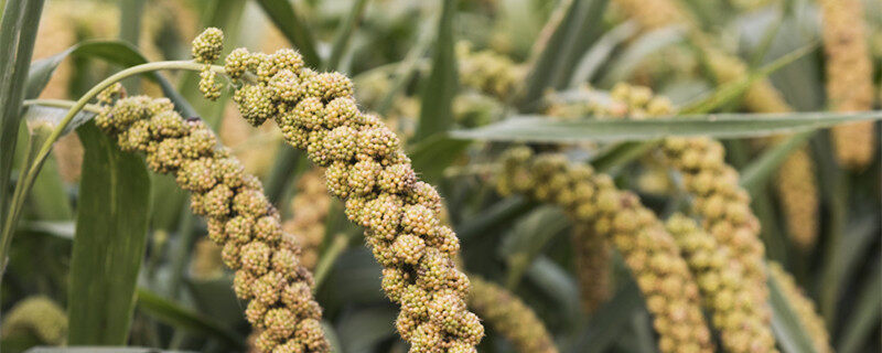 小米草种子怎样种植 小米草种子怎样种植