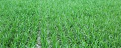 水稻绥粳18产量高吗
