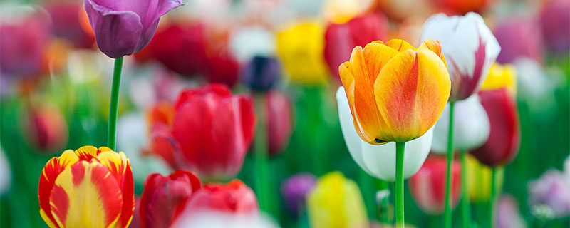 郁金香花期多久 郁金香花期多久
