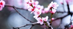 桃花别称