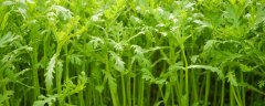 茼蒿的种植方法