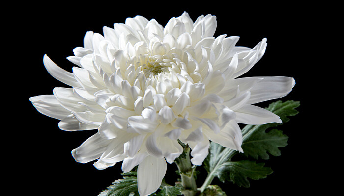 昙花香吗 昙花香吗