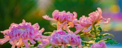 菊花可以养在家里吗