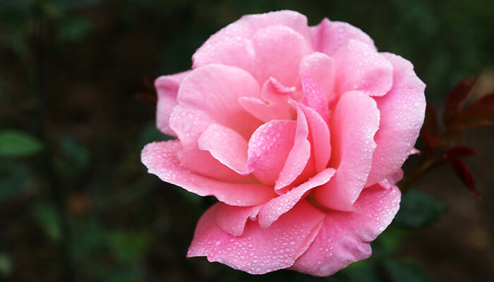 伊芙月季有哪些优秀的品种 伊芙月季有哪些优秀的品种