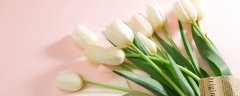 郁金香花语和寓意