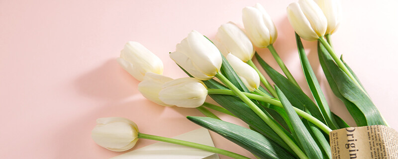 郁金香花语和寓意