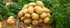 土豆亩产量一般多少公斤