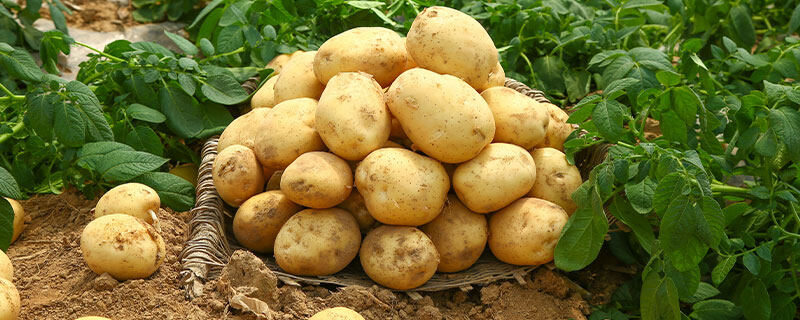 土豆亩产量一般多少公斤