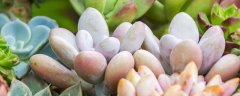 生石花开花后怎么处理