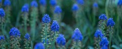 葡萄风信子花期