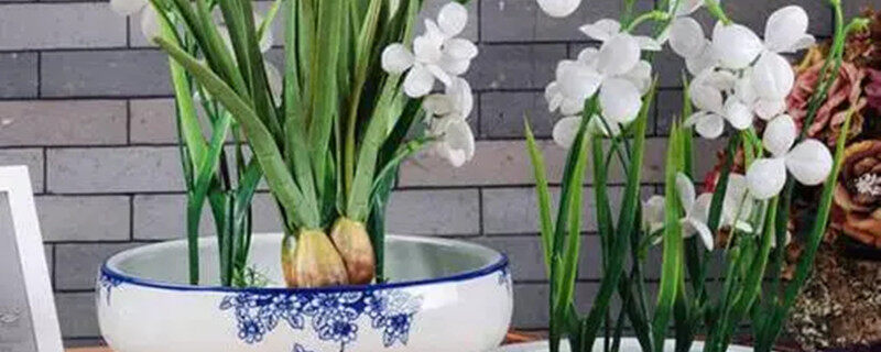 水仙花在玻璃瓶里的水有变化吗 水仙花在玻璃瓶里的水有变化吗