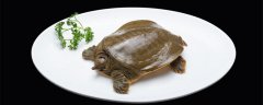 龟鳖类产品至少取几只清洗后取可食部分