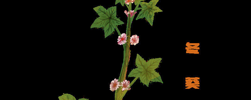 冬寒菜播种后几天发芽 冬寒菜播种后几天发芽