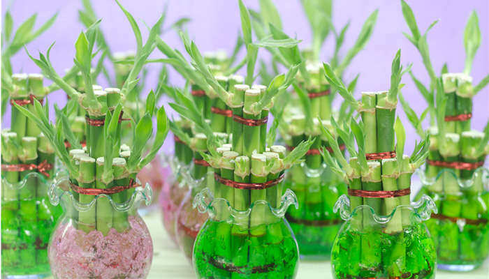水培植物怎么养 水培植物怎么养