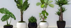 丁香花的越冬方法