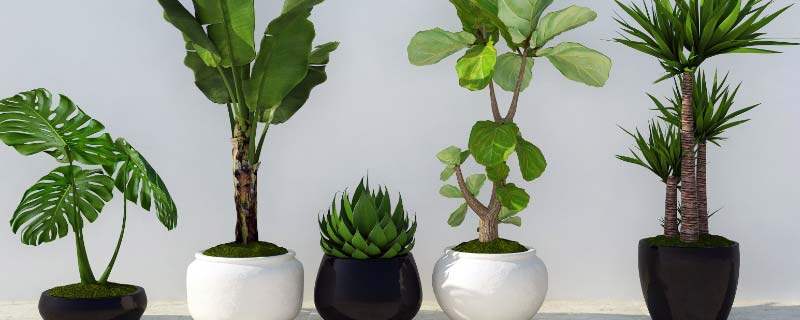 丁香花的越冬方法 丁香花的越冬方法