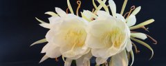 扦插后的昙花几年开花