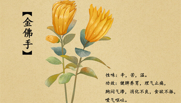 佛手瓜十月份可以种吗 佛手瓜十月份可以种吗