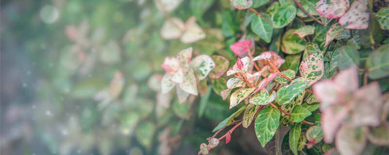 格桑花的花语和象征 格桑花的花语和象征