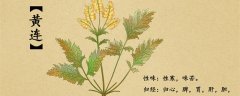 黄连种植技术和亩收益