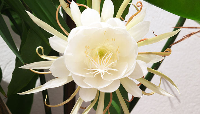 昙花被冻了怎么处理 昙花被冻了怎么处理