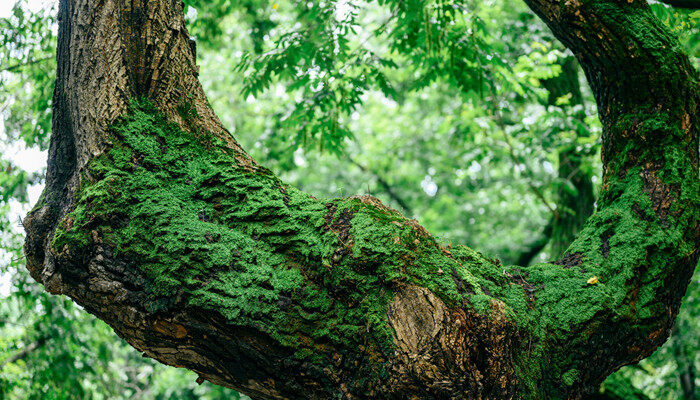 苔藓可以养在水中么 苔藓可以养在水中么