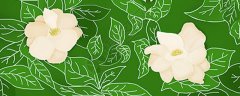 栀子花春天怎么养