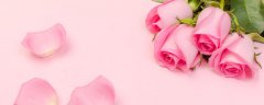 玫瑰花换盆后多久生根
