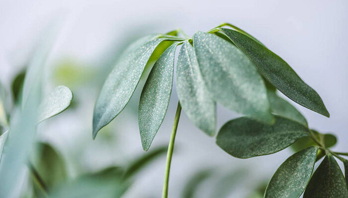 月见草种植方法和时间 月见草种植方法和时间