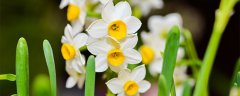 水仙花有毒吗?