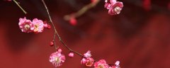 梅花的介绍以及特点