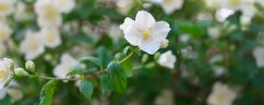 茉莉花花期
