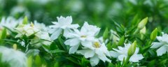 栀子花能在卧室养吗