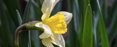 野生兰花国家二级保护植物