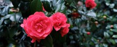 山茶花象征哪一类人