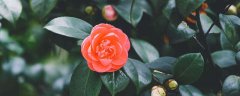 山茶花什么梗