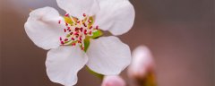 李子花的特点
