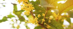 桂花牵牛花芙蓉百合哪个不是一个季节开的