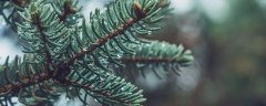 裸子植物是古生代还是中生代