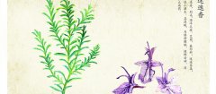百里香和迷迭香的区别