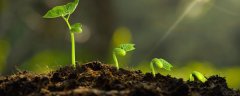 植物观察记录表内容