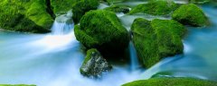 水绵是什么